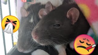 URI in Pet Rat (Vet Visit) Medicine in Description!!!