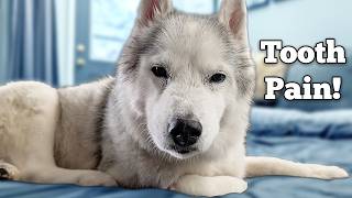 My Senior Dog Had an Abscessed Tooth (Symptoms & Treatment)