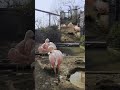Phoenicopterus Chilensis Chilean Flamingo
