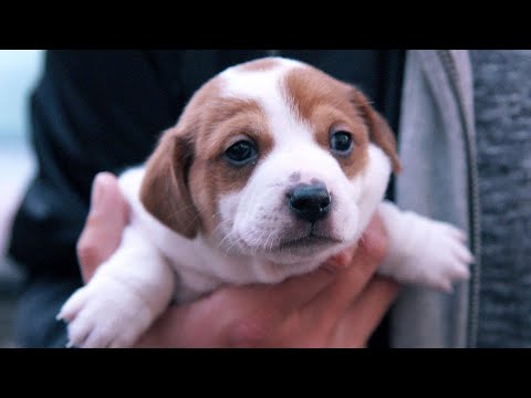 Per Mausklick zum Welpen: Das Geschäft mit der Ware Hund (SPIEGEL TV für ARTE Re:)