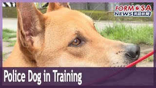 Jaguar is first Formosan mountain dog trained as a police dog｜Taiwan News