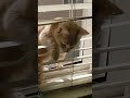 Cream Tabby Cat Broke Out Of Window Blind Jail Shorts