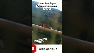 Download lagu Suara Pancingan Murai Batu Jantan Langsung Minta Kawin Dijamin 100% #muraibatubirahi mp3 Download lagu Suara Pancingan Murai Batu Jantan Langsung Minta Kawin Dijamin 100% #muraibatubirahi mp3