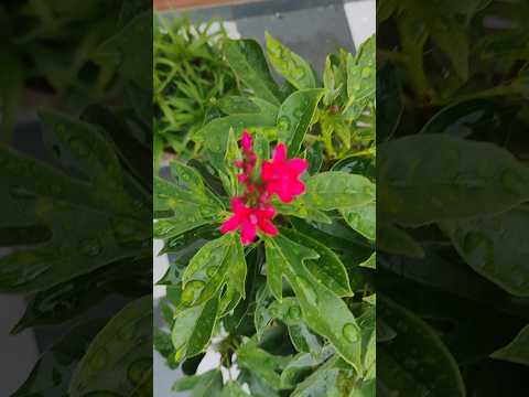 ✨he mere #kesab he mere #shyama Beautiful flower 🌷🌹🌷🌹