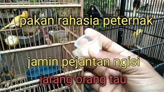 Download lagu Feeding and caring for male canaries so they are fertile/not sterile mp3