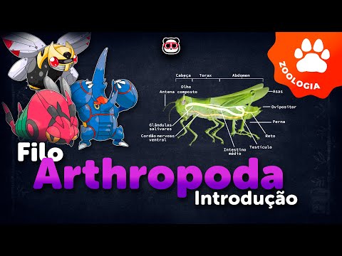 Phylum Arthropoda (Arthropods) - Introduction (1/5)
