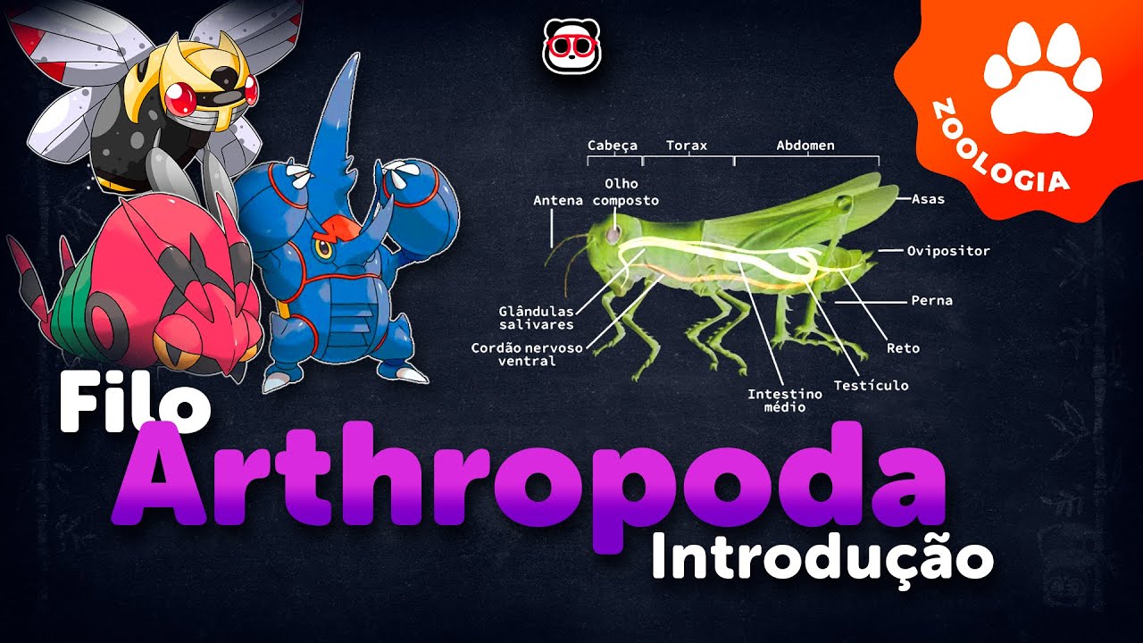 Filo Arthropoda (Artrópodes) - Introdução (1/5)