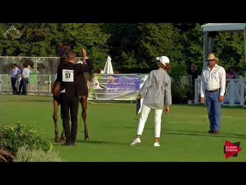 N.57 DUKE SANTONIO ME - Chantilly 2018 AHO Breeders' Championship - Yearling Colts (Class 6A)