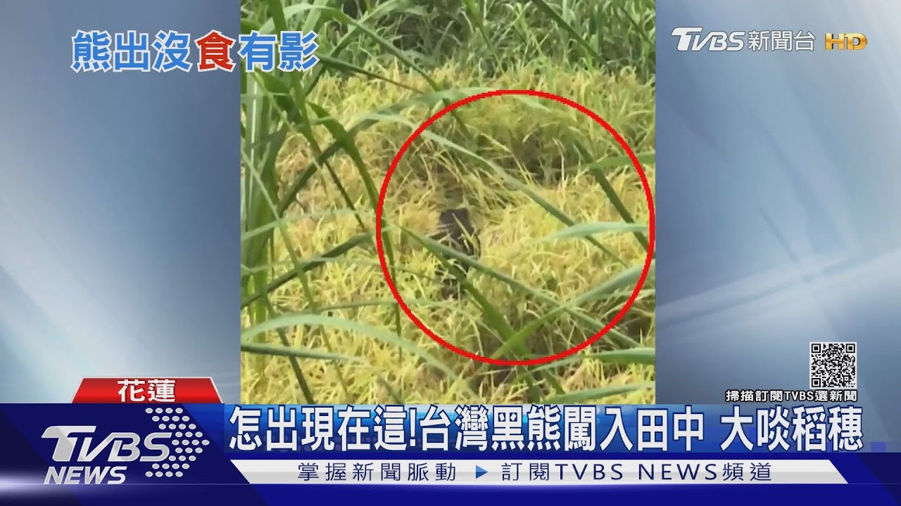 怎出現在這!台灣黑熊闖入田中 大啖稻穗