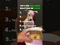 Top 5 Des Réaction De Chien Les Plus Drôle