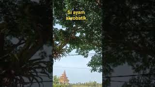 Download lagu Ayam uji nyali mp3