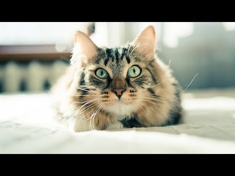 How to Train a Cat to Come When Called | Cat Care - YouTube