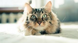 How to Train a Cat to Come When Called | Cat Care