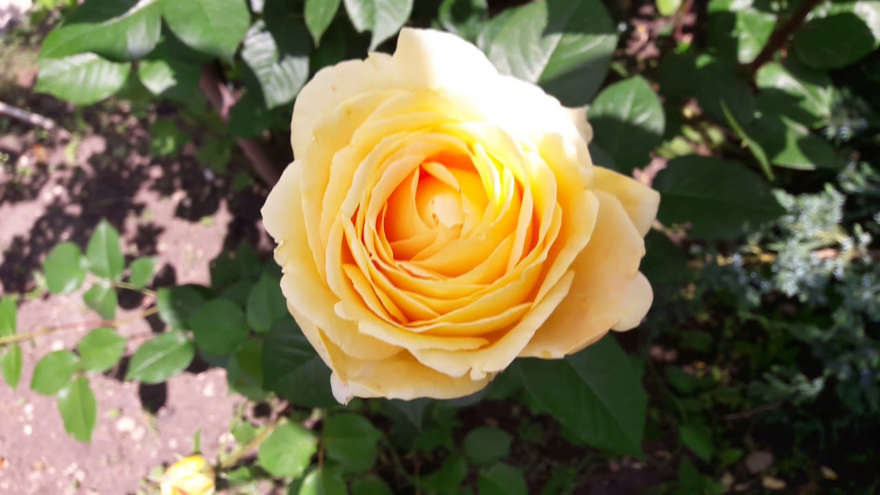 Роза Candlelight ( Tantau) в моём саду.