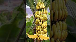 Download lagu #shorts #banana #trending #magical #tito mp3