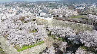 0095 鶴山公園 桜 #05