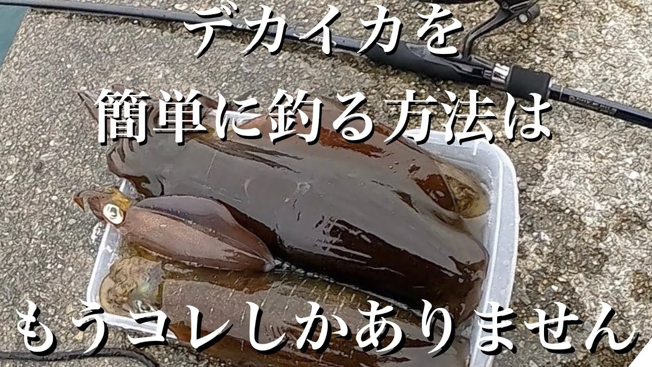 【エギング】デカイカを簡単に釣る方法があります