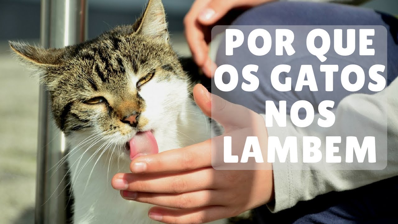 Por Que Meu Gato Me Lambe?