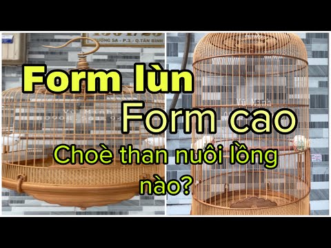 BÀN VỀ LỒNG FOM CAO VÀ FOM LÙN