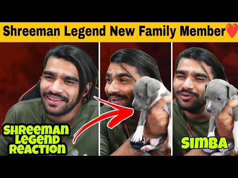 Shreeman legend Talking about New Dog Simba | Shreeman legend reaction | Bgmi