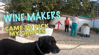 Percy The Labrador meets the Local Spanish Organic Wine Makers