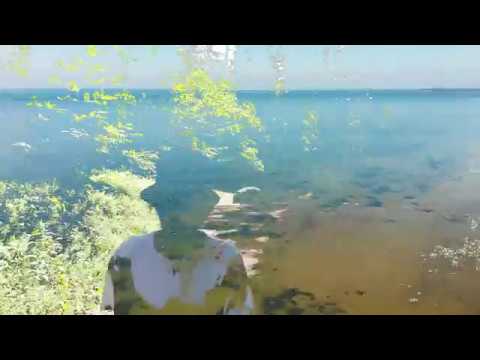 Sammalhabe - Mdeamillestmaräägin