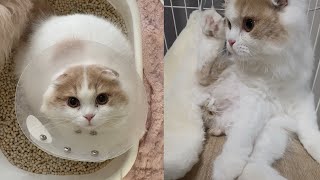 〈猫飼育初心者🔰去勢手術後の猫ちゃん〉