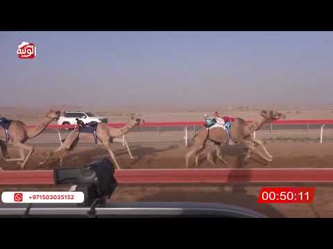  ش 19 (شاهين) لـ حمد قنزول حمرور العامري 2:23:00 , شارة الصندوق 2026/07/04 فطامين الوقن 
