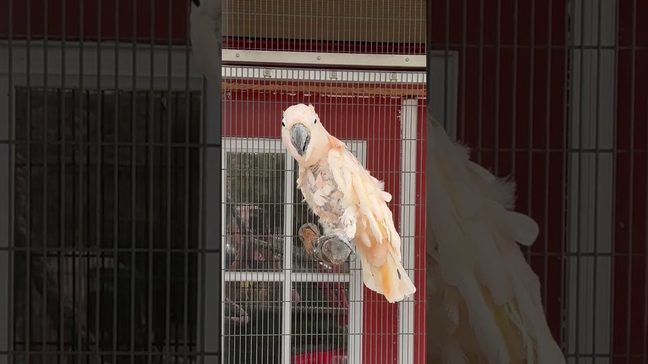 Alexander, a Adoptable Cockatoo in Alexander, NC video 5/5