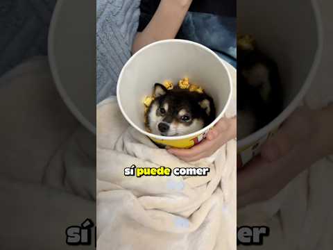 Tu PERRO puede comer ESTO? 🤔