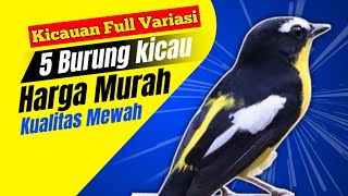 Download lagu 5 Cheap, luxurious quality singing birds mp3