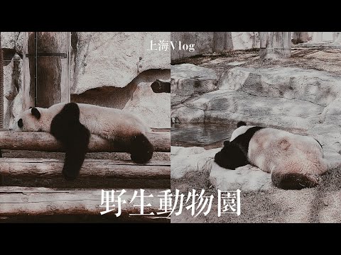 安妞的上海｜61兒童節好去處 上海野生動物園一日遊 餵食大象長頸鹿 看熊貓發呆也很療癒