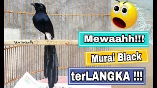 Download lagu MURAI BATU UNIK dan LANGKA !!! BLACK SHAMA | MURAI BATU DADA HITAM mp3 Download lagu MURAI BATU UNIK dan LANGKA !!! BLACK SHAMA | MURAI BATU DADA HITAM mp3