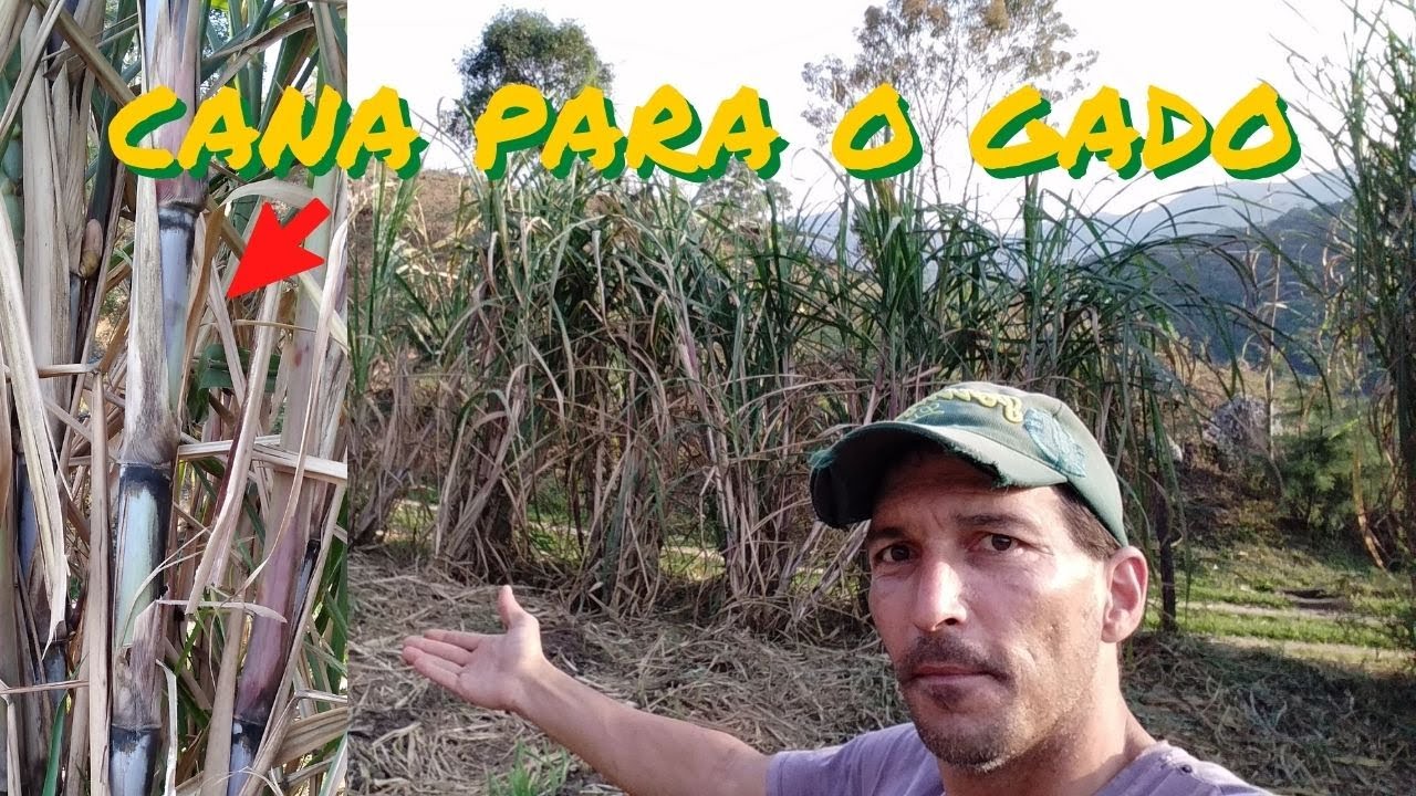 cana para vacas de leite , minhas mudas de cana para formar um canavial para o gado