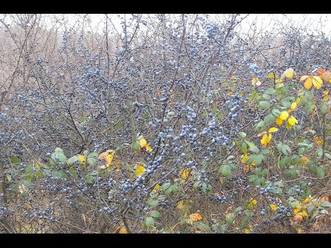 Sloe Jam | Jam | Resin-Fragrant House