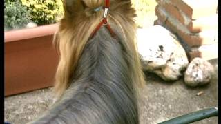 The Yorkshire Terrier – Pet Dog Documentary English