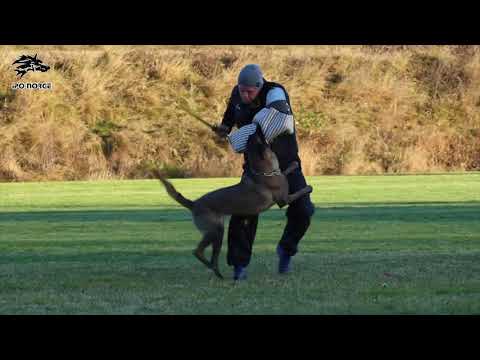 C Lux av Staalhjerte   C