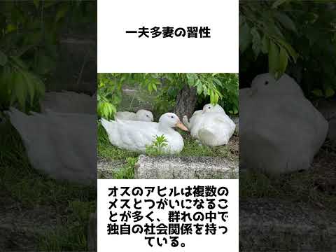 アヒルと野生のアヒルの好きな食べ物は何ですか?どれを避けるべきでしょうか?  庭園