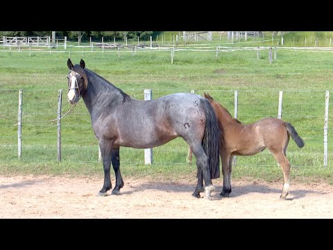 Lote 05 Estância do Macanudo