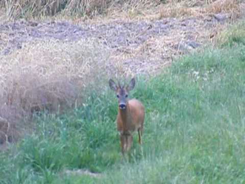 Rehbock springt auf Buttolo Blatter - Bock - Blattzeit