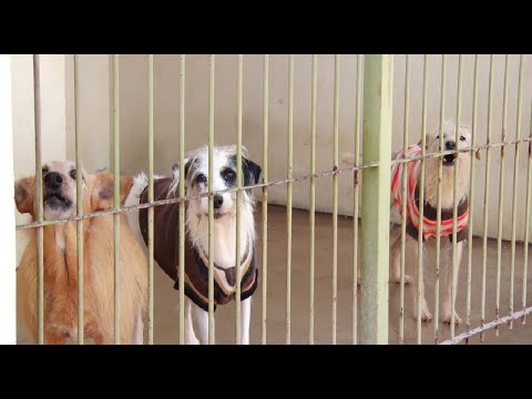 Canil Municipal de Rio Claro realiza o segundo Audote Cão