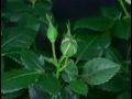 Seema