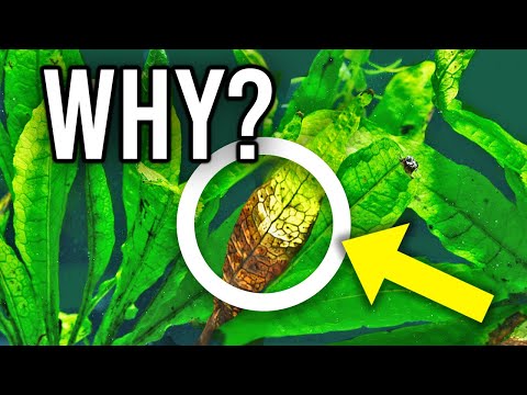 YouTube video about The Pot's Roots Are Out of Control: A Growing Problem