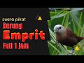 Suara Alam Suara Pikat Burung Emprit Jernih Full 1 Jam