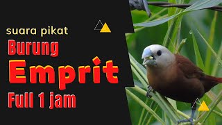 Download lagu Suara Alam: Suara Pikat Burung Emprit Jernih Full 1 Jam mp3