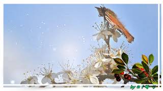 Song At The End Of The Day  - Secret Garden