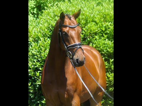 Benelli - lovely four year old by Benicio