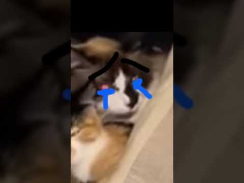 Chase in Millie are going back together￼