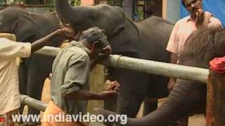 Lunch Time at Kodanad Elephant Training Centre