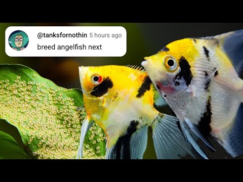 From Eggs to Angels: Raising Freshwater Angelfish